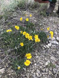 Tetraneuris acaulis var. acaulis image